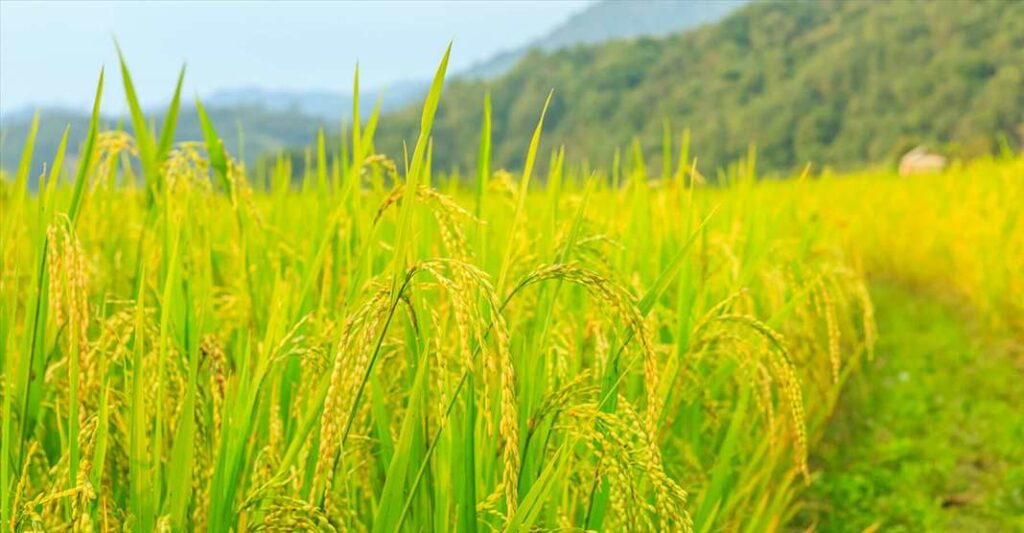 Cây lúa gắn với Người Việt Nam từ lâu đời
