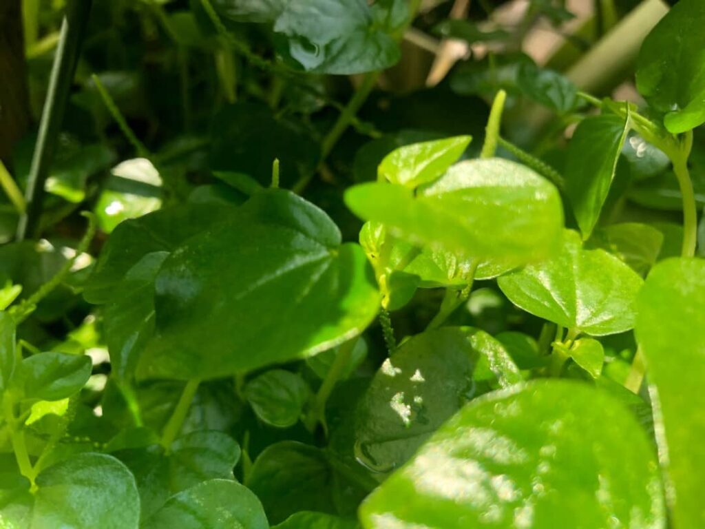 rau càng cua kỵ gì