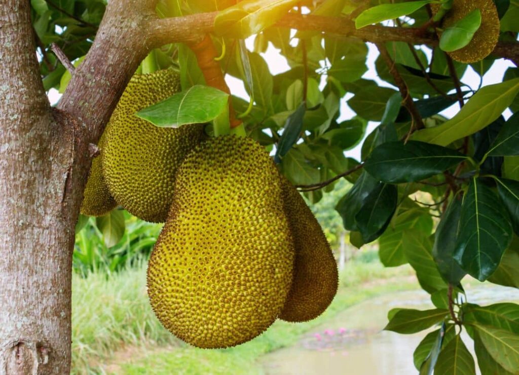 mít kỵ với trái cây gì